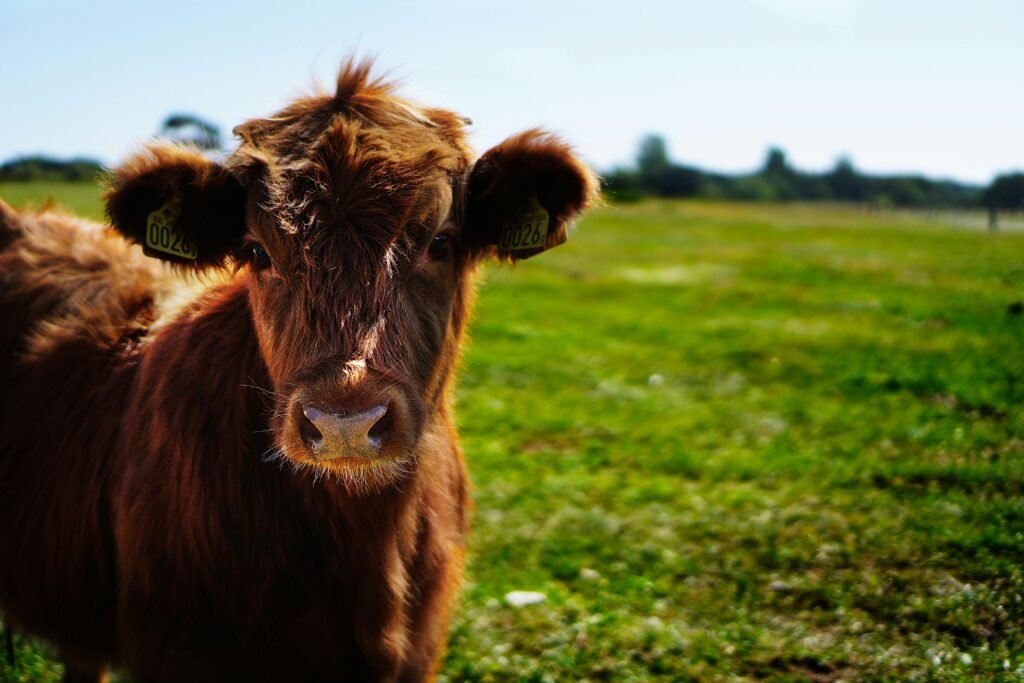 Brown Cattle on Green Lawn Grass during Daytime