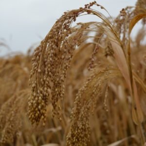 millet, field, agriculture