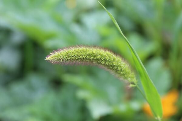 seeds, millet, foxtail millet