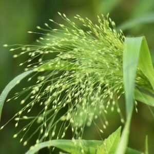 millet, panicle, farm millet