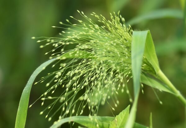 millet, panicle, farm millet