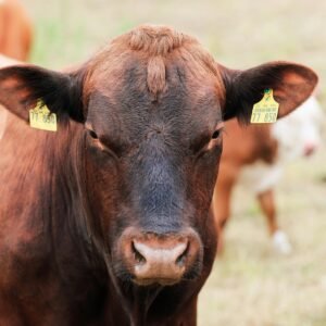 Cow with Yellow Tags in Ears