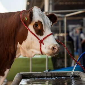 Portrait of Cow on a Farm