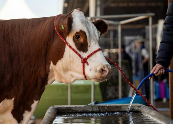 Portrait of Cow on a Farm