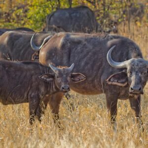 Herd of Black Water Buffalo